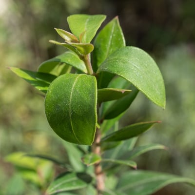 Myrtus Communis | Octobre