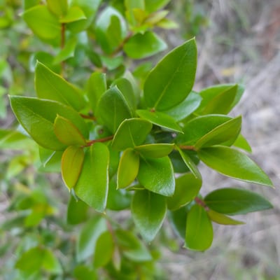 Myrte commun Variété leucocarpa | Octobre 