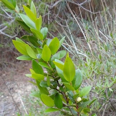 Myrte commun Variété leucocarpa | Octobre 