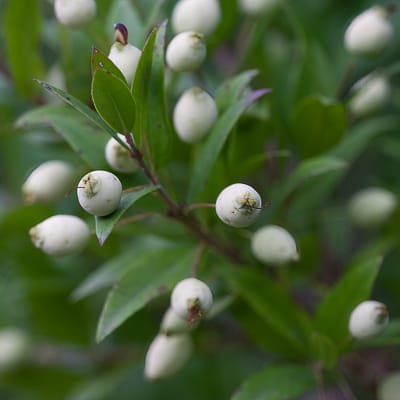 Myrte commun Variété leucocarpa | Octobre 