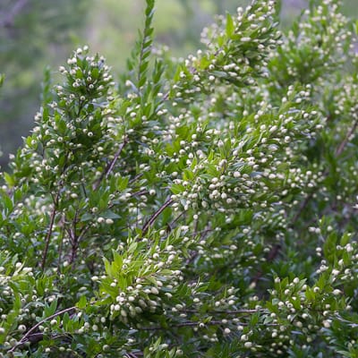 Myrte commun Variété leucocarpa | Octobre 