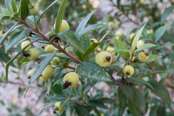 Myrtus communis var. leucocarpa | Novembre 