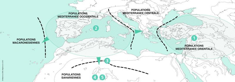 Carte de distribution des Myrtus communis et Myrtus nivellei</b> | <i>© Médail et al 2005, Migliore et al 2012</i>