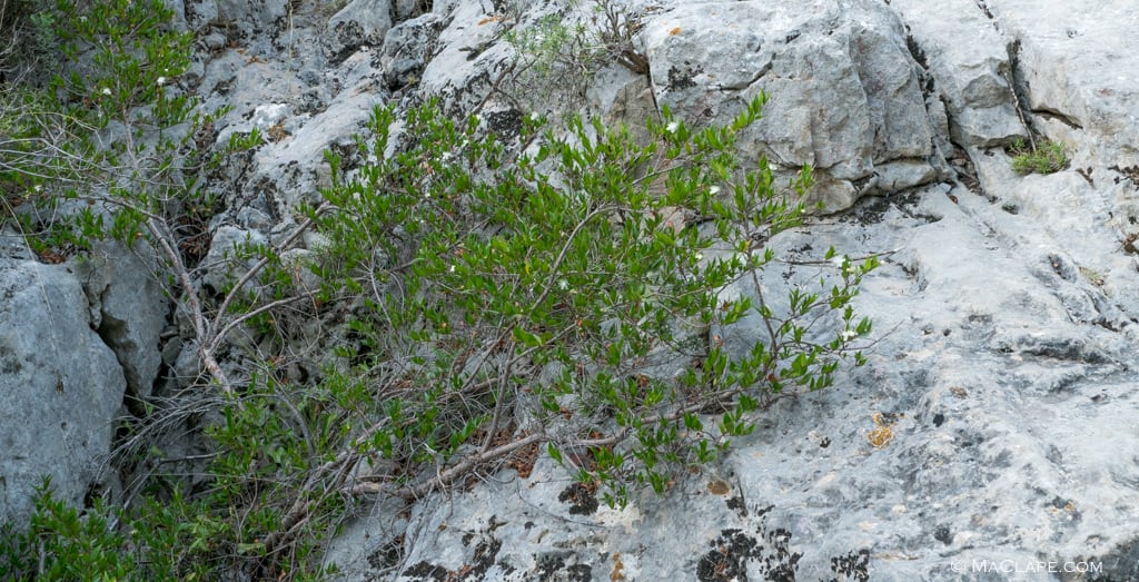 Arbuste: Myrtus communis au Rec d'Argent