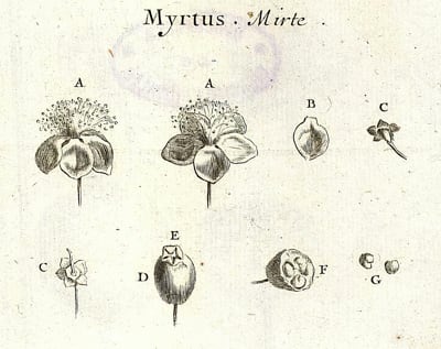 Myrte © BNF