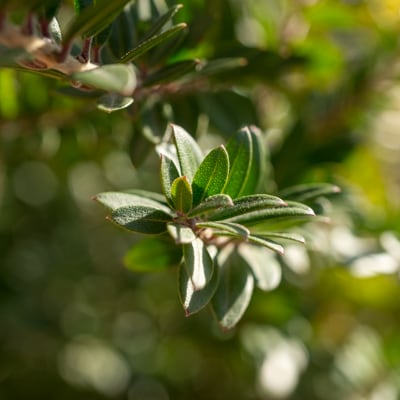 Myrtus communis ssp. tarentina | Décembre 