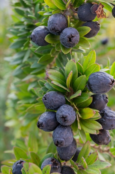 Myrtus communis ssp. tarentina | Décembre 