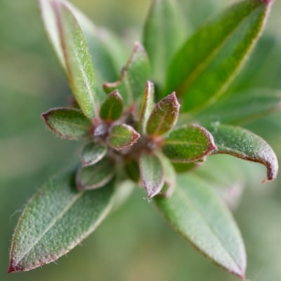 Myrtus communis ssp. tarentina | Décembre 