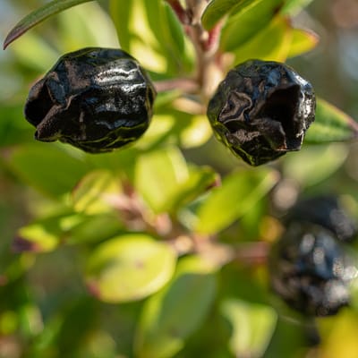 Myrtus communis ssp. tarentina | Décembre 