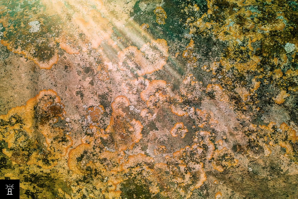 les lichens de la croix de Pailhès