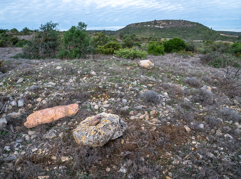 Sur la Via Publica Talusiano (chemin de Talairan à Durban), le Ciste du Palats