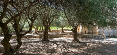 Cimetière aux oliviers, ancien cimetière de Sainte-Marie des Oubiels