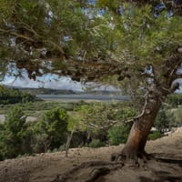 L'inclinaison des arbres: Oeil de Ça, Sigean.