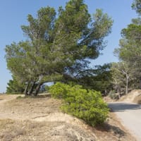 L'inclinaison des arbres: le Mour, Peyriac de Mer.