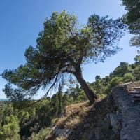 L'arbre penché et son développement asymétrique: Chapelle des Auzils, La Clape.