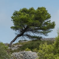 L'arbre penché et son développement asymétrique: Foncaude, Gruissan.